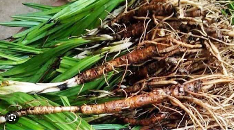 thuoc-nam-lam-giam-sinh-ly-dan-ong-5