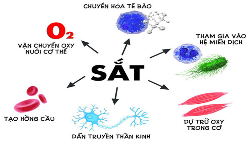 thuc-pham-bo-sung-sat-1