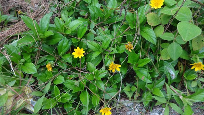 Tìm hiểu công dụng của cây sài đất tắm cho bé