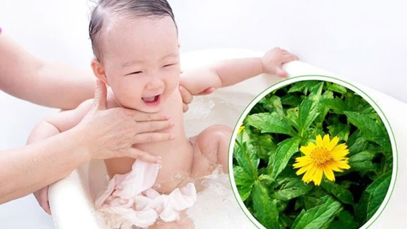 Tìm hiểu công dụng của cây sài đất tắm cho bé