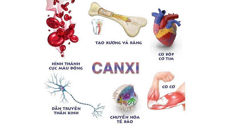 Danh sách TOP các loại thực phẩm giàu canxi nhất
