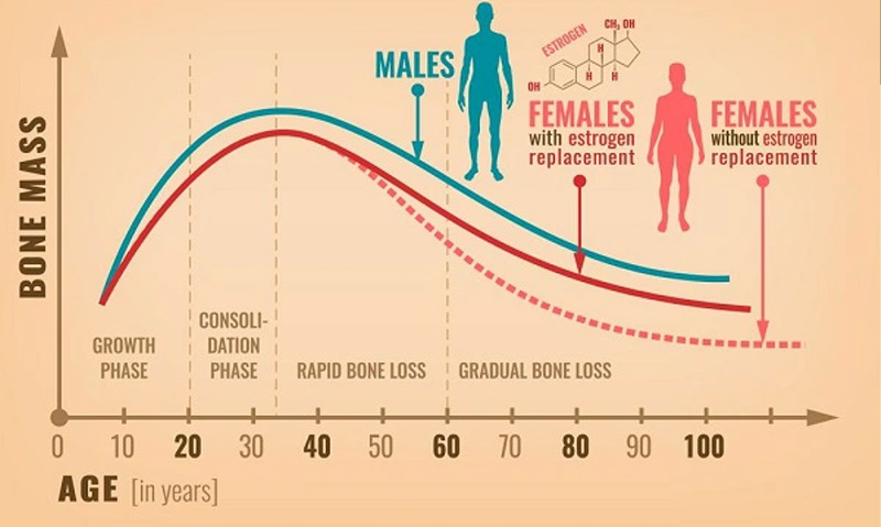 Estrogen là gì? Vai trò và tác dụng của hormone estrogen đối với cơ thể