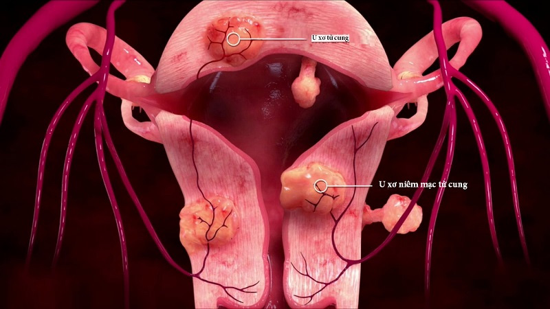 Estrogen là gì? Vai trò và tác dụng của hormone estrogen đối với cơ thể