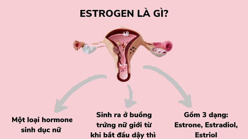 Estrogen là gì? Vai trò và tác dụng của hormone estrogen đối với cơ thể