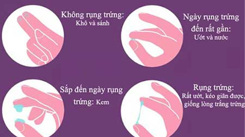 Nhận biết dấu hiệu rụng trứng